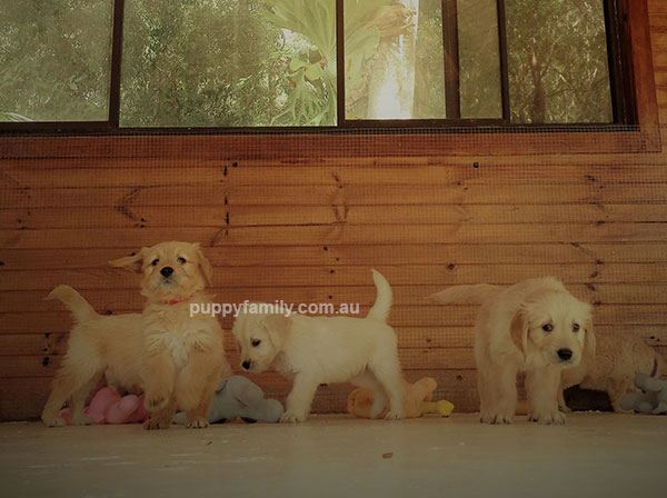Puppies for sale Sydney