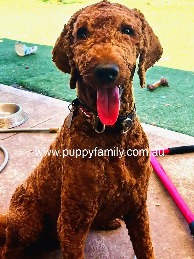 Puppies for sale Gold Coast