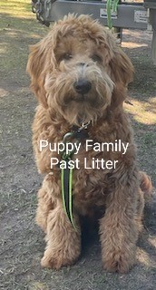 Groodle Puppies Central Coast