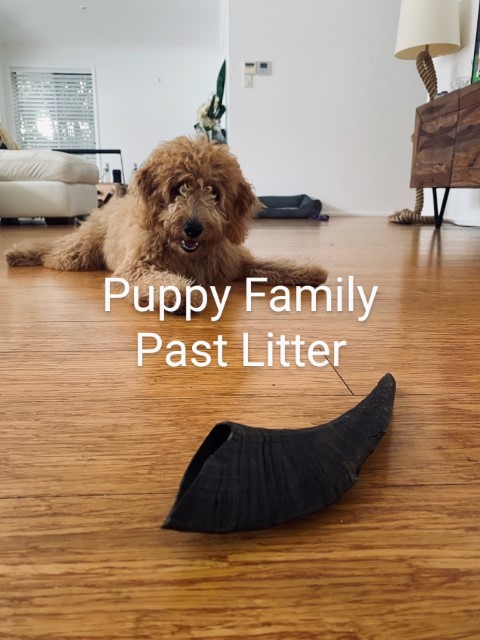 Puppies for sale Central Coast