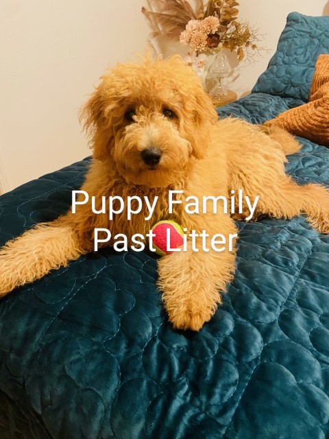 Central Coast Puppies