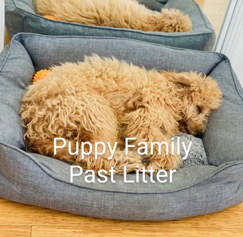 Groodle Puppies Central Coast