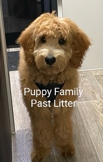 Groodle Puppies Central Coast