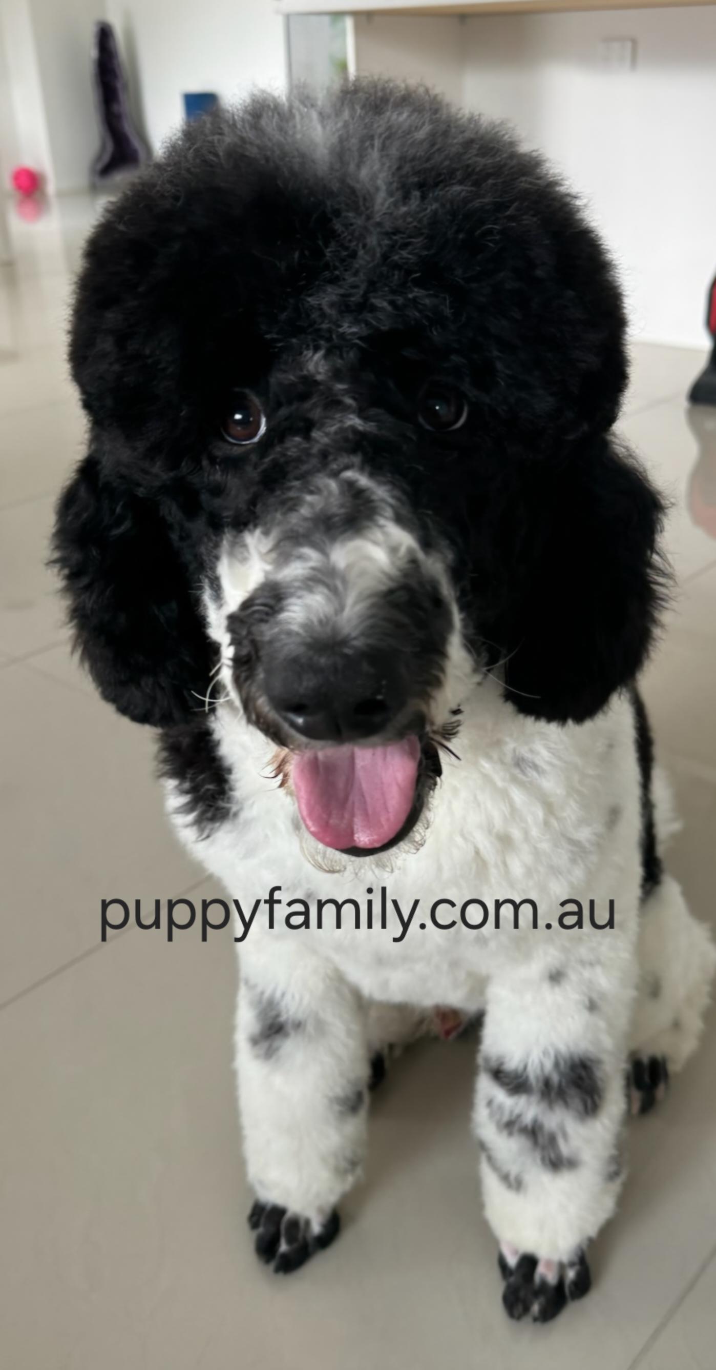 Puppies for sale Central Coast