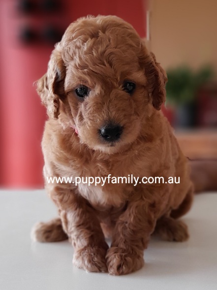 Groodle Puppies Central Coast