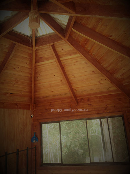 Groodle Puppies Gold Coast