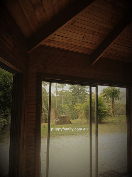 Groodle Breeder Gold Coast