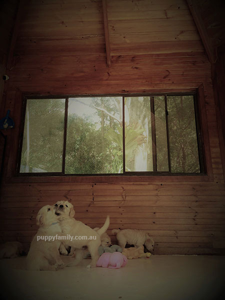 Puppies for sale Gold Coast 