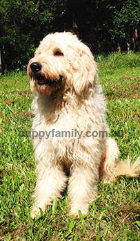 Puppies for sale Gold Coast