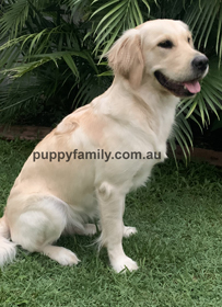 Puppies for sale Gold Coast