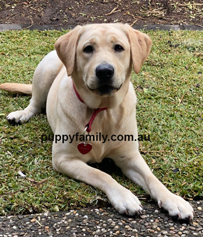 Puppies for sale Gold Coast