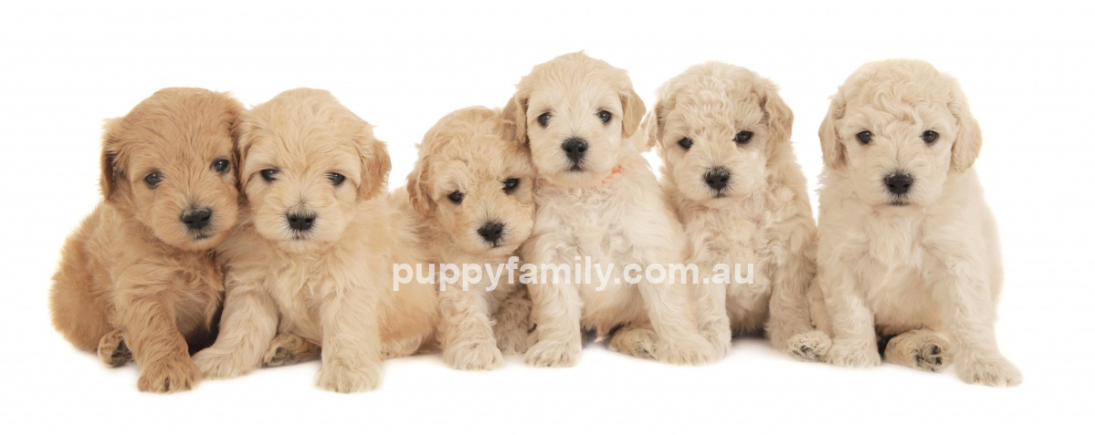 Puppies Gold Coast Groodles for sale