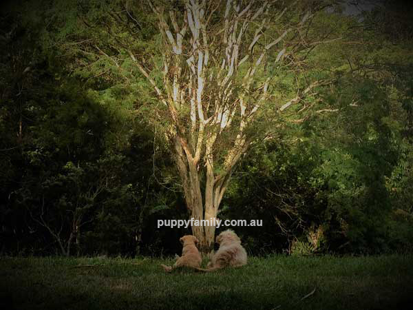 Puppies for sale Gold Coast 