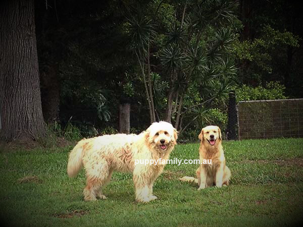 Gold Coast Puppies
