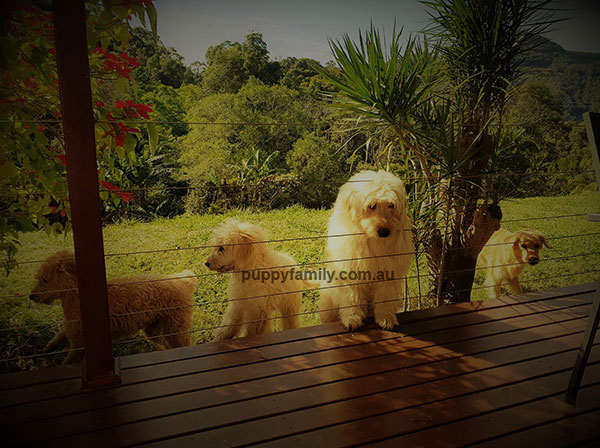 Groodle Puppies Gold Coast