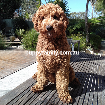 Puppies for sale Gold Coast